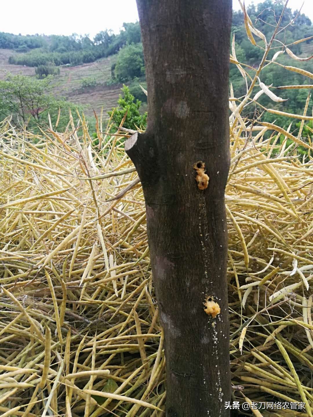 治疗柑橘天牛的特效药有哪些,柑橘树干被天牛咬后怎么处理