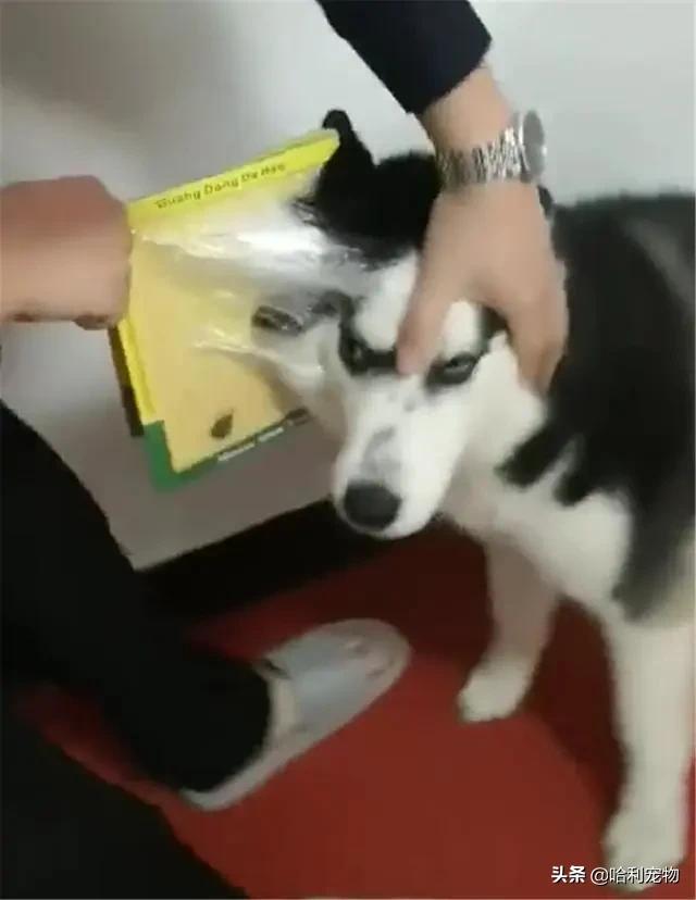 哈士奇粘鼠板搞笑视频,哈士奇被粘鼠板粘住