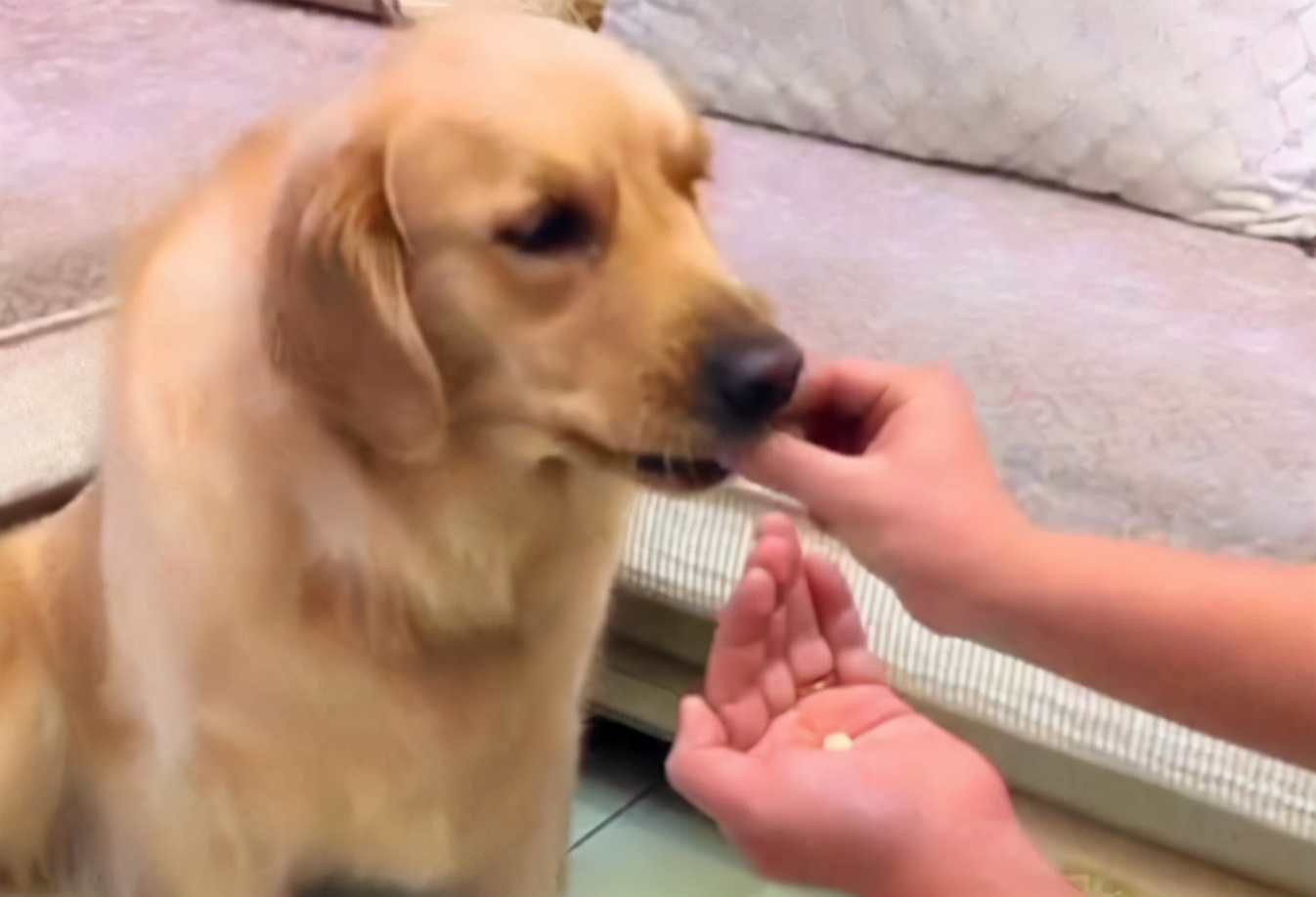 狗狗拉肚子怎么办,狗狗拉肚子怎么办快速解决