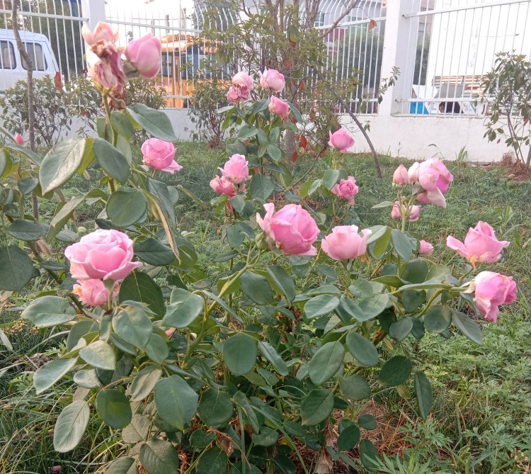 唐河县毕店镇常赵庄小学,多方联动创平安校园