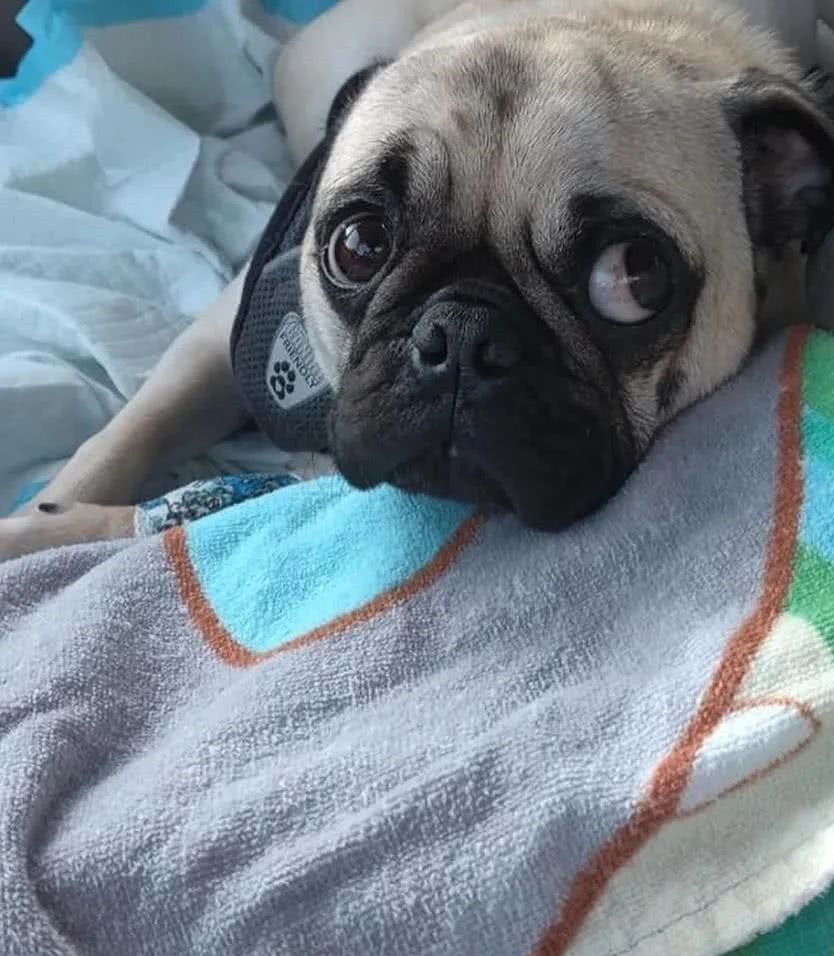 巴哥不小心吞下钻戒,女主人急忙带它去手术,支付完费用心塞了