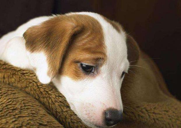 狗狗异食癖吃什么微量元素,狗狗异食癖是什么意思