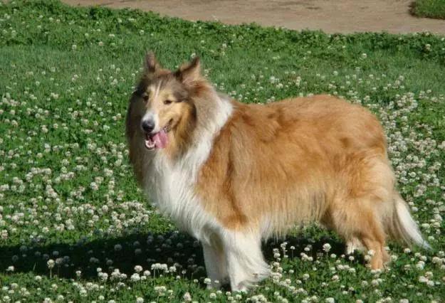 推荐各种狗狗的类型,10种有型罕见的狗狗