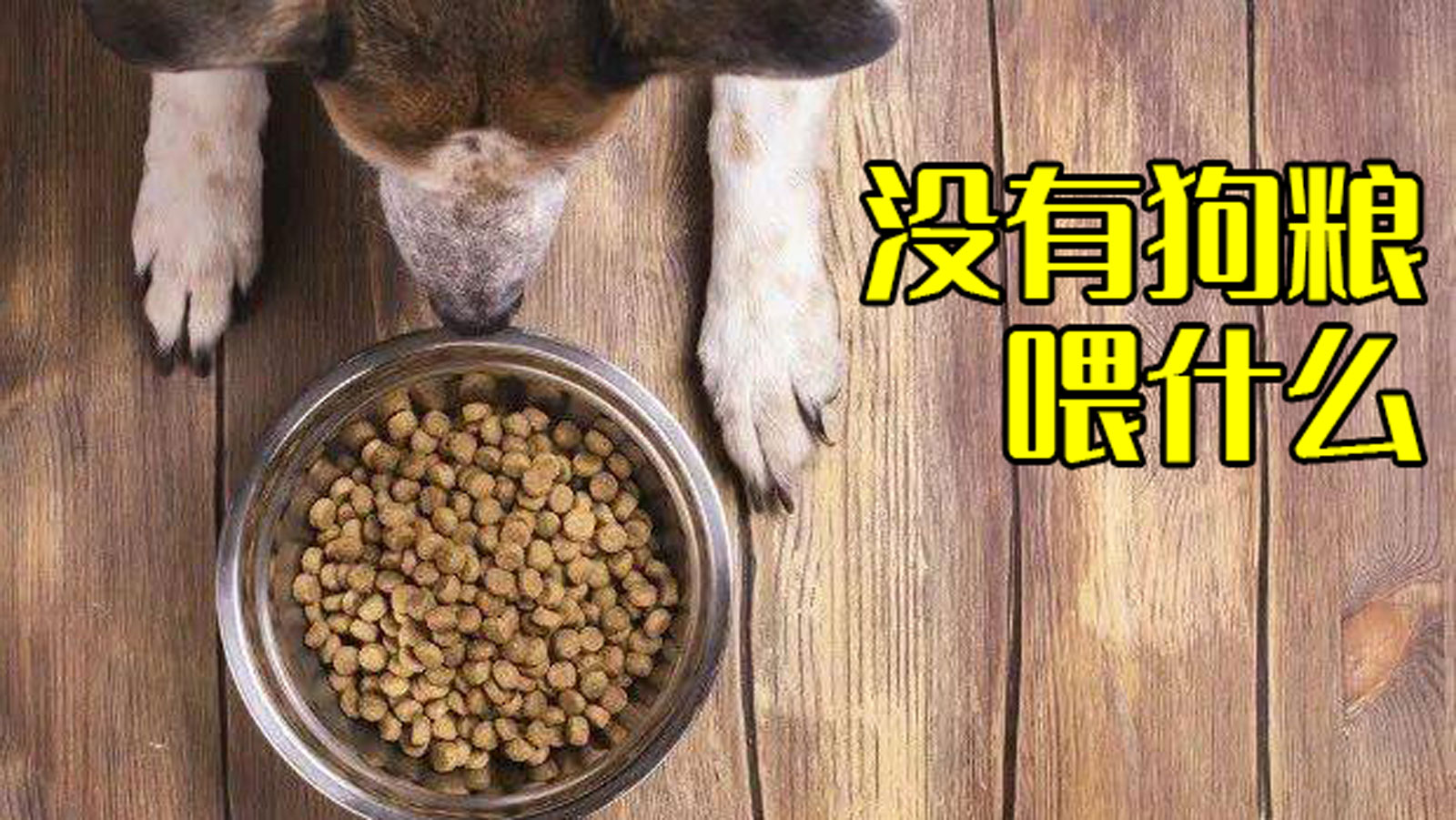 狗粮和自制狗饭交替喂可以吗,没狗粮可以喂什么