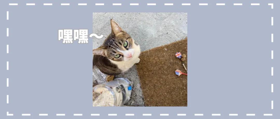 国外中国人遇到中华田园猫,中华田园猫在海外保护主人