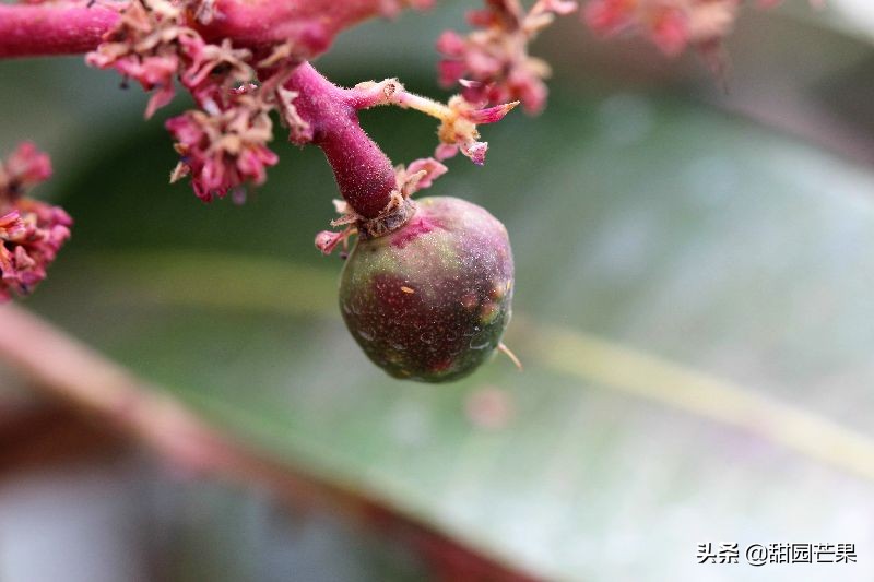 芒果最常见的病是什么病,芒果白锈病如何治疗