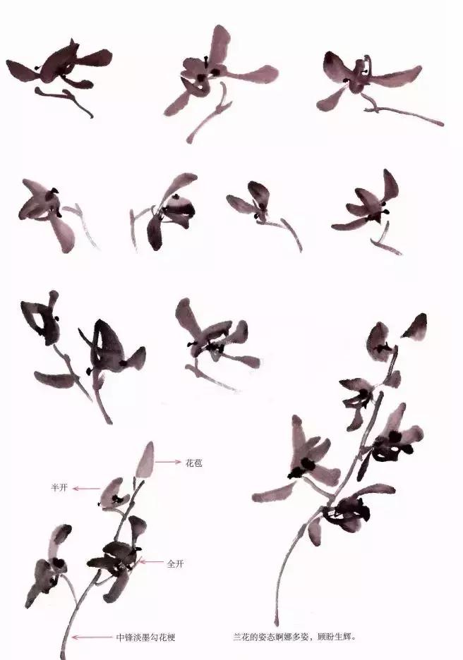 跟徐湛学国画兰草的画法,跟徐湛老师学国画全集兰草画法