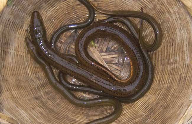 中国食品公布寄生虫最多的食物,儿童体内寄生虫吃什么食物好