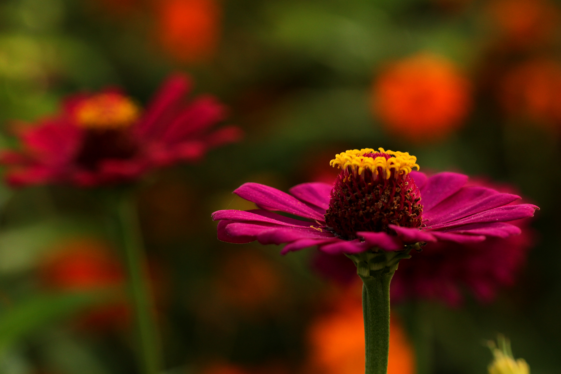 试解孙策东冶屠城事件之谜