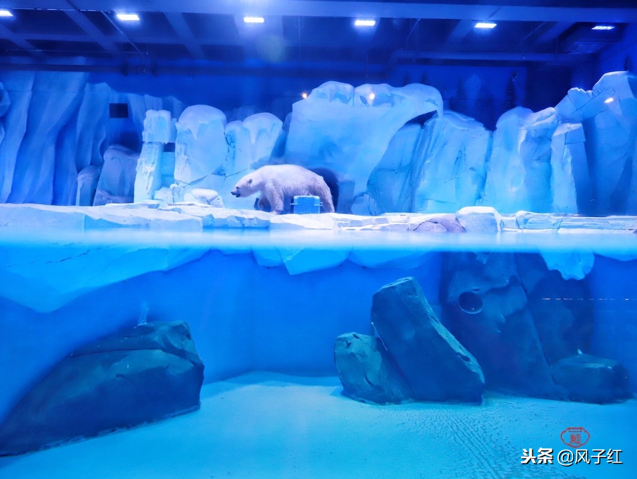 上海新地标丨海昌海洋公园一日游园玩法攻略