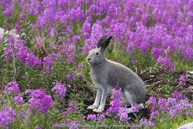 北极兔腿长,北极兔高冷长腿