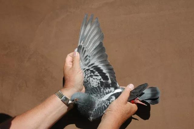 如何引进优秀的赛鸽,如何选拔优秀的鸽子