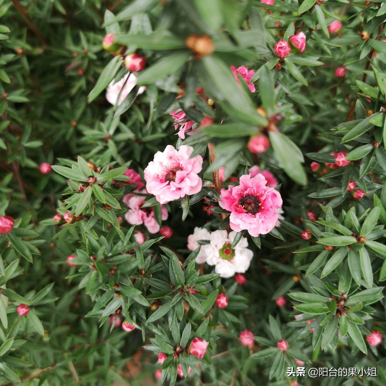 岁寒三友的梅指什么,岁寒三友指的是什么花