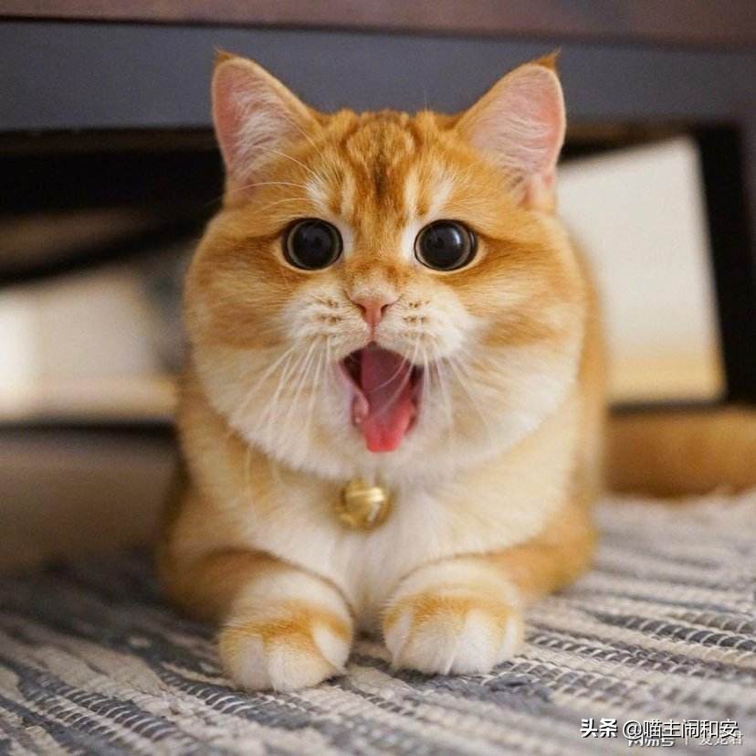 合租养猫注意什么细节问题,租房子住怎么养猫咪好一点