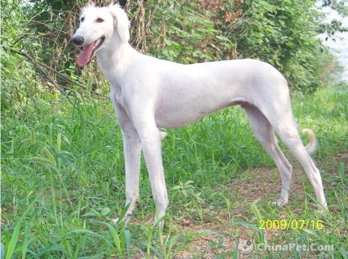 为什么不建议养细犬,古代农村为什么不养细犬