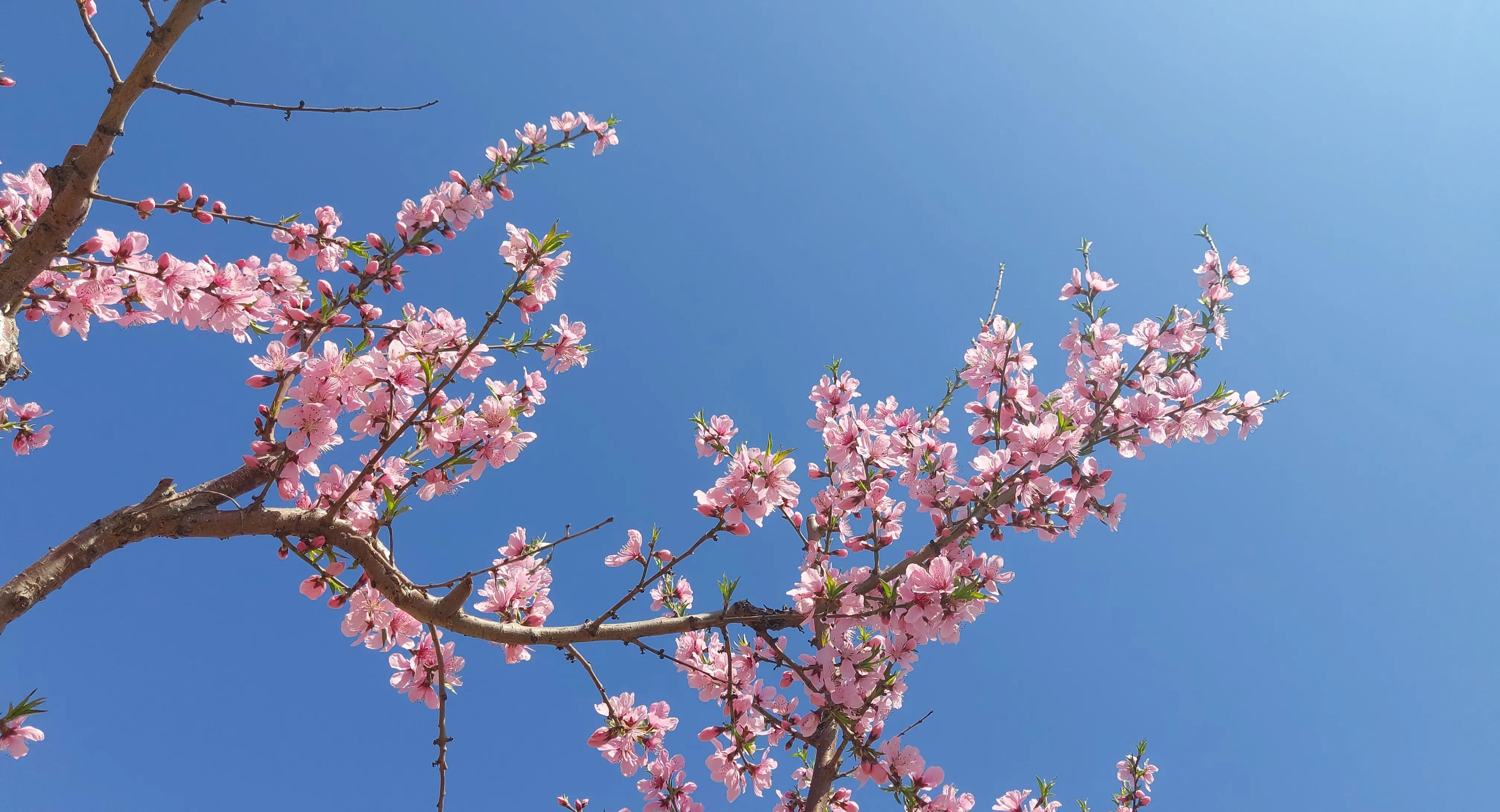 散文诗欣赏:碧砌红轩又清明，草长莺飞已春仲