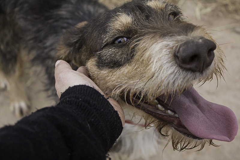 怎么帮狗狗洗澡狗狗不怕害,给狗狗洗澡的大忌