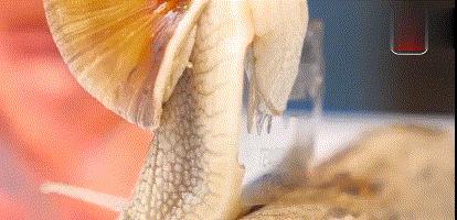 蜗牛如果在刀片上爬行会怎么样,蜗牛身体是软的还是不软的