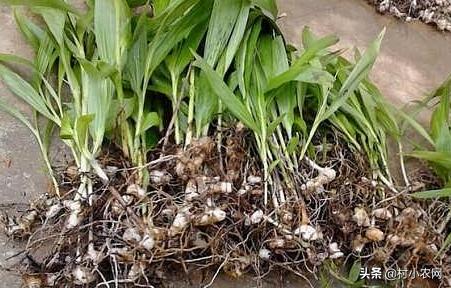 创业养殖农作物,有什么赚钱的农业种植项目