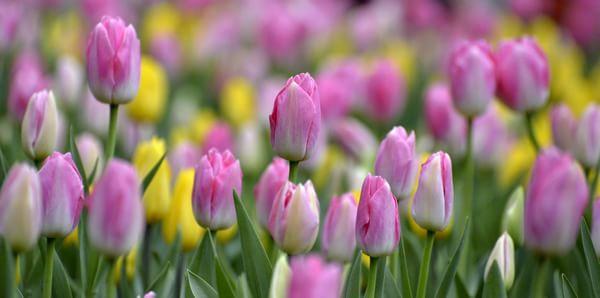 荷兰郁金香泡沫事件人性分析,对于郁金香泡沫的思考