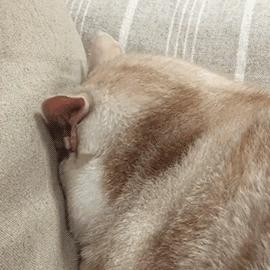 猫咪绝育后还能配猫吗,猫咪绝育冷知识