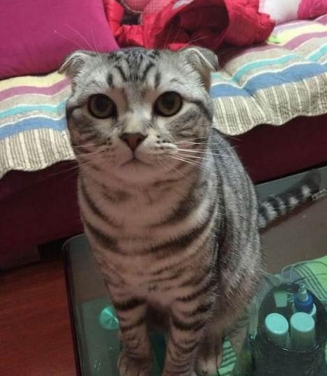 各个品种的英短,英短40种价格表