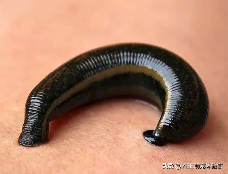 吸血的虫子有哪些在水里,吸血的虫子生活在水里