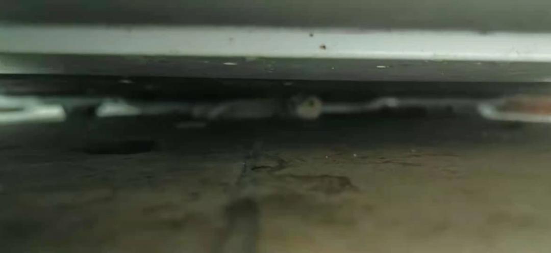 这种会吃蟑螂的小可爱，真的不考虑养一只嘛？