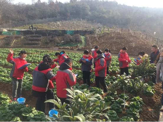 南京市金陵小学简介,南京市金陵小学多少个班