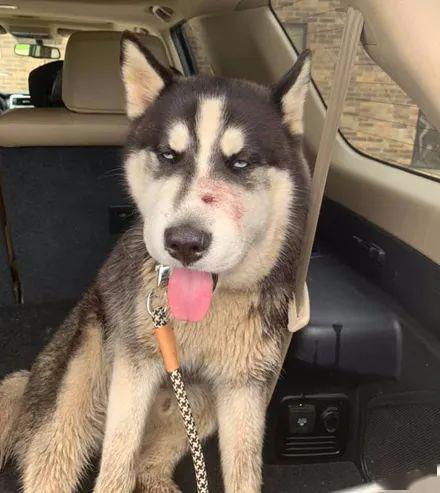 “五大惨象”揭露哈士奇打架没赢过还总爱挑挑衅的真理，殊途同归