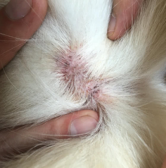 猫咪身上的猫癣是怎么引起的,猫咪身上的猫癣是什么引起的