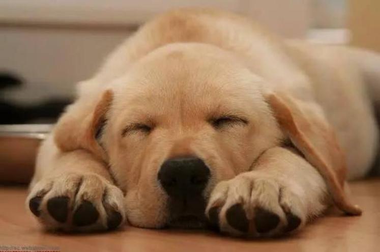 你认为猫咪可爱的表现,你认为猫咪丑到什么程度