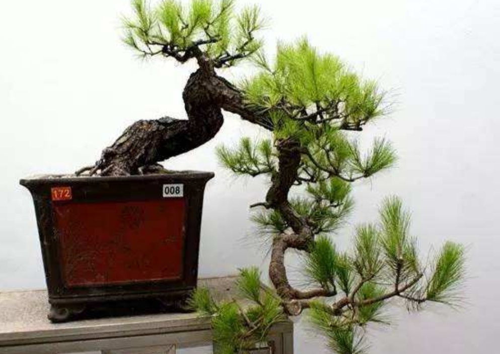 如何选择山上的野松树做盆景,松树盆景怎么种成活率高呢