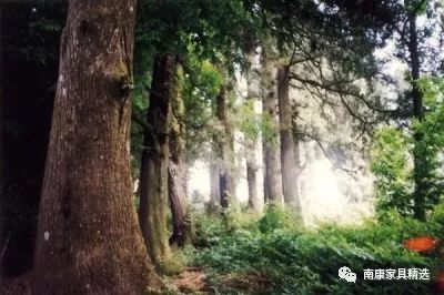 柏木家具好处和坏处有哪些,柏木家具真的不可取吗