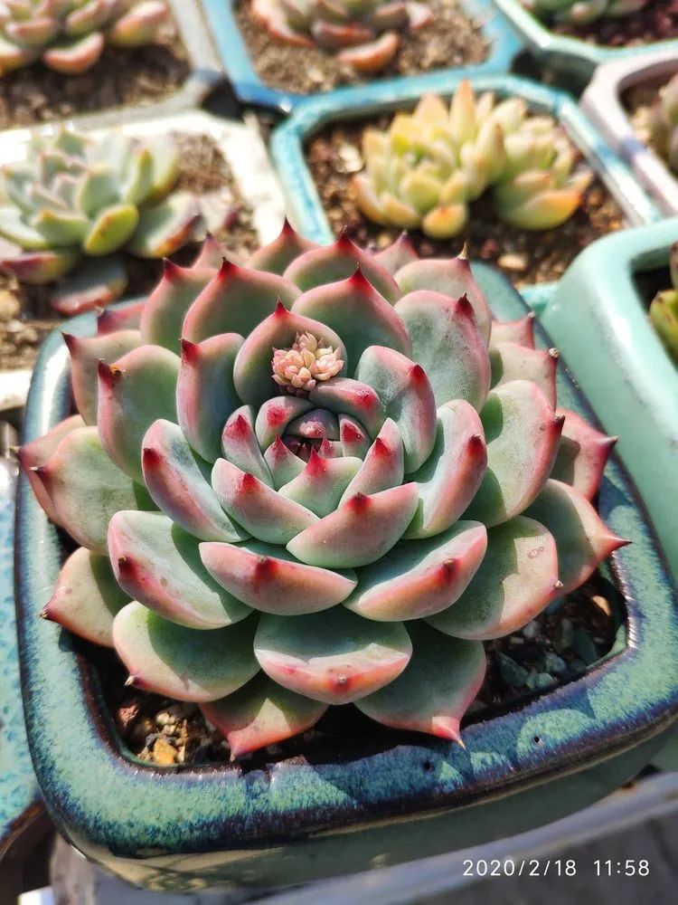 多肉不适合新手养,多肉入坑到什么程度好