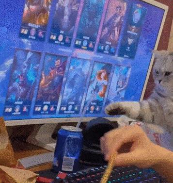 猫咪没坏心眼视频,猫咪没有坏心思在线阅读