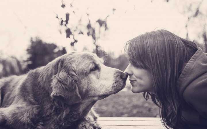 怎么照顾狗狗的老年生活,7岁狗狗必须做的六件事