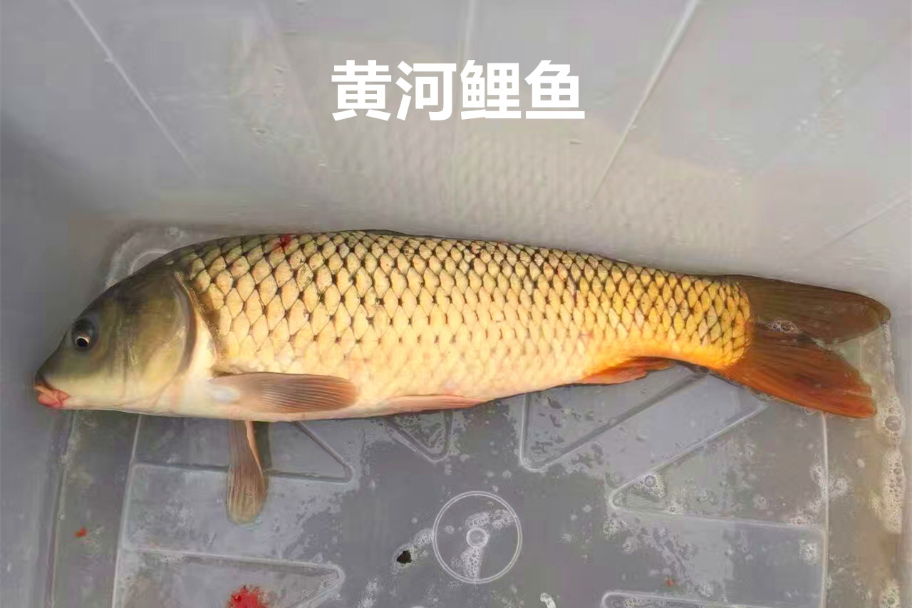 黄河大鲤鱼和普通鲤鱼的区别,黄河鲤鱼好还是汉江河鲤鱼好