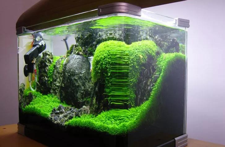 这个小缸太厉害了，佩服作者的养功