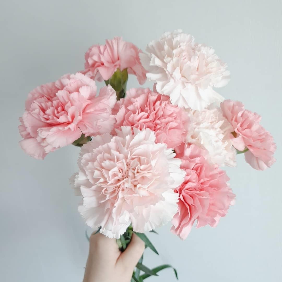 母亲节为什么要送女朋友礼物,母亲节送什么颜色的康乃馨