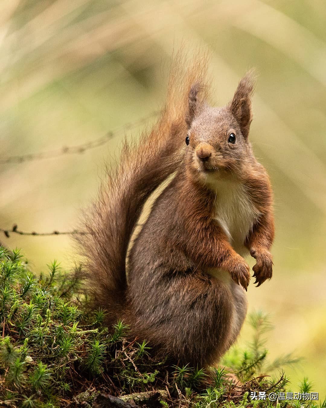 萌宠魔王松鼠,新手饲养魔王松鼠需要注意什么