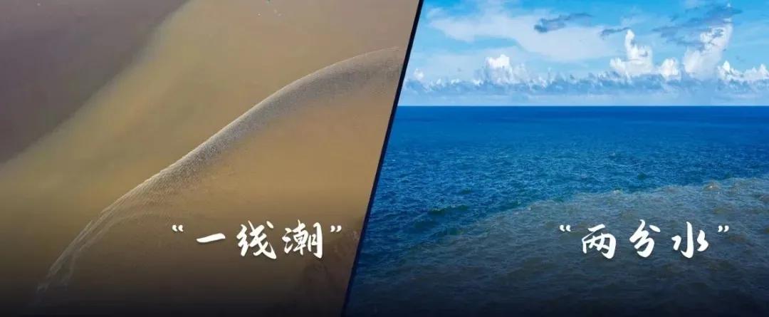 自带饭勺的鸟,自带勺子的小鸟