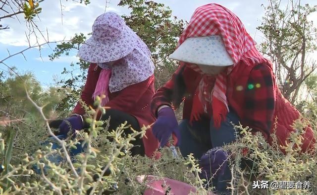真正好的黑枸杞多少钱一斤,最好的黑枸杞多少钱一斤