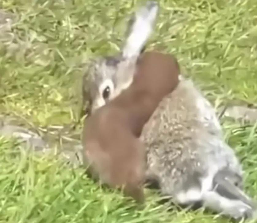 捕捉黄大仙的方法有哪些,黄大仙为什么怕黄鼠狼