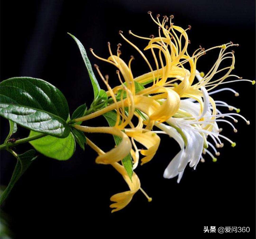 黄芪泡水喝降压多长时间就见效了,黄芪泡水补气适合哪些人喝