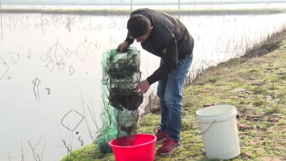 宿迁小龙虾今日价格表,肥美的小龙虾上市了吗