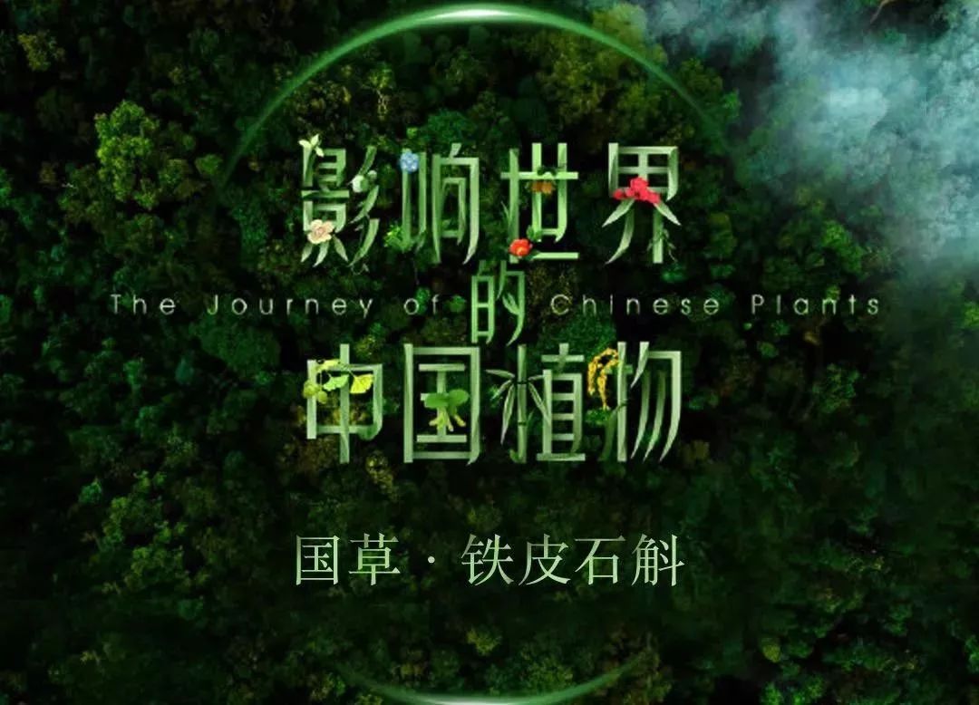 铁皮枫斗好坏怎样辨别,如何鉴别铁皮枫斗