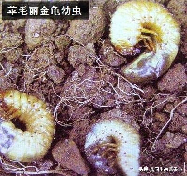 梨子上的金龟子,梨树食心虫钻进果树里怎么防治