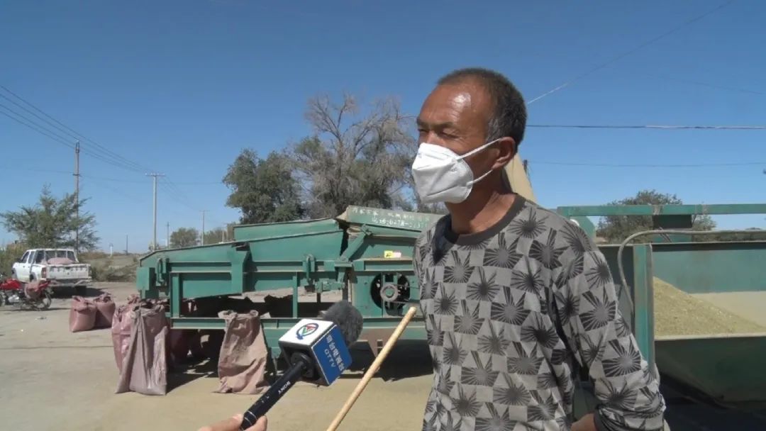 奇台县西地镇旱沟村种植3000亩小茴香喜获丰收