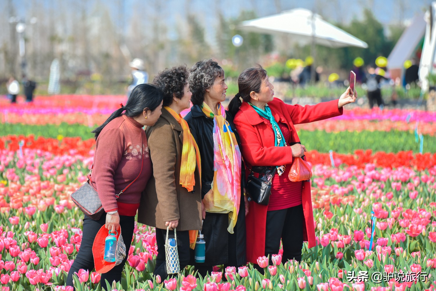 郁金香中国,中国郁金香第一花海